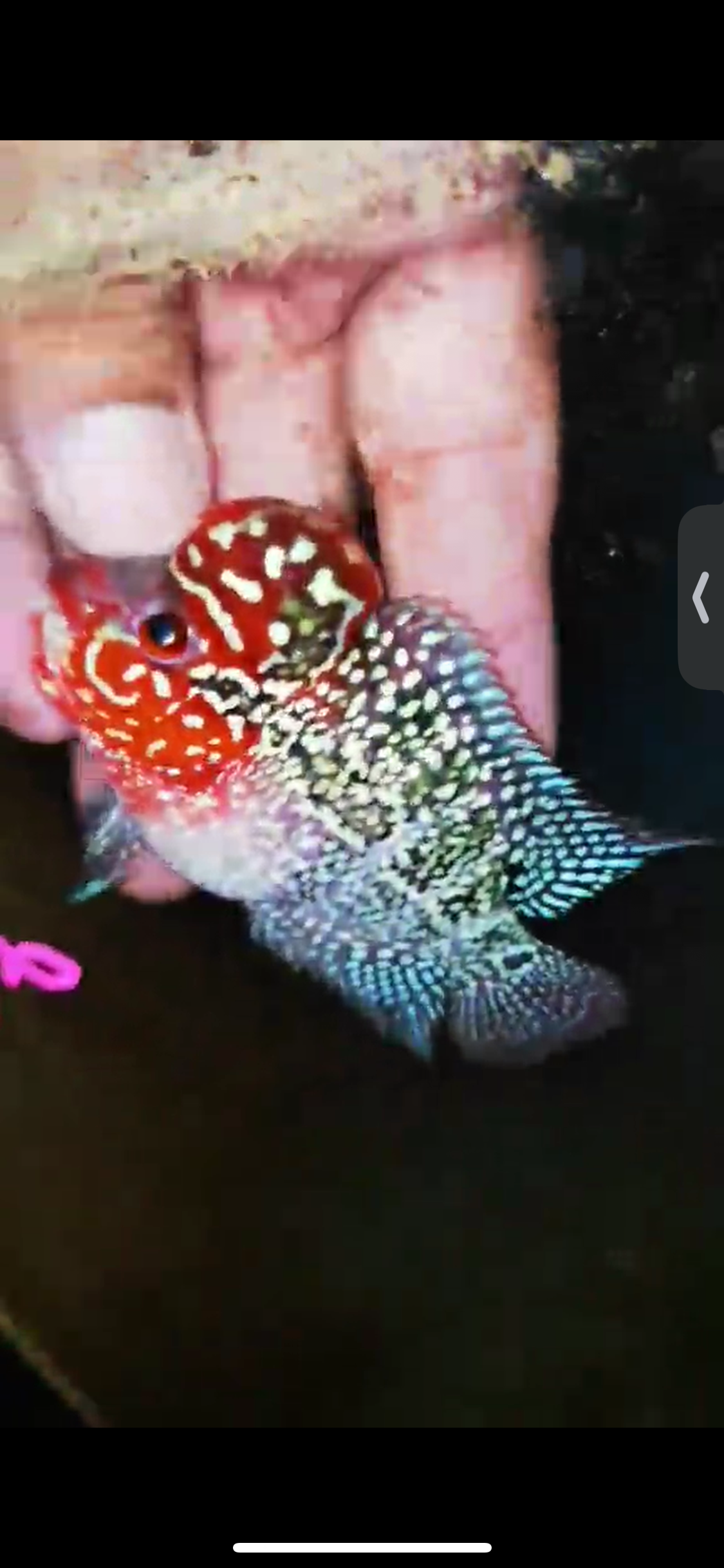 Super Red Dragon Flowerhorn ( Male ) #26