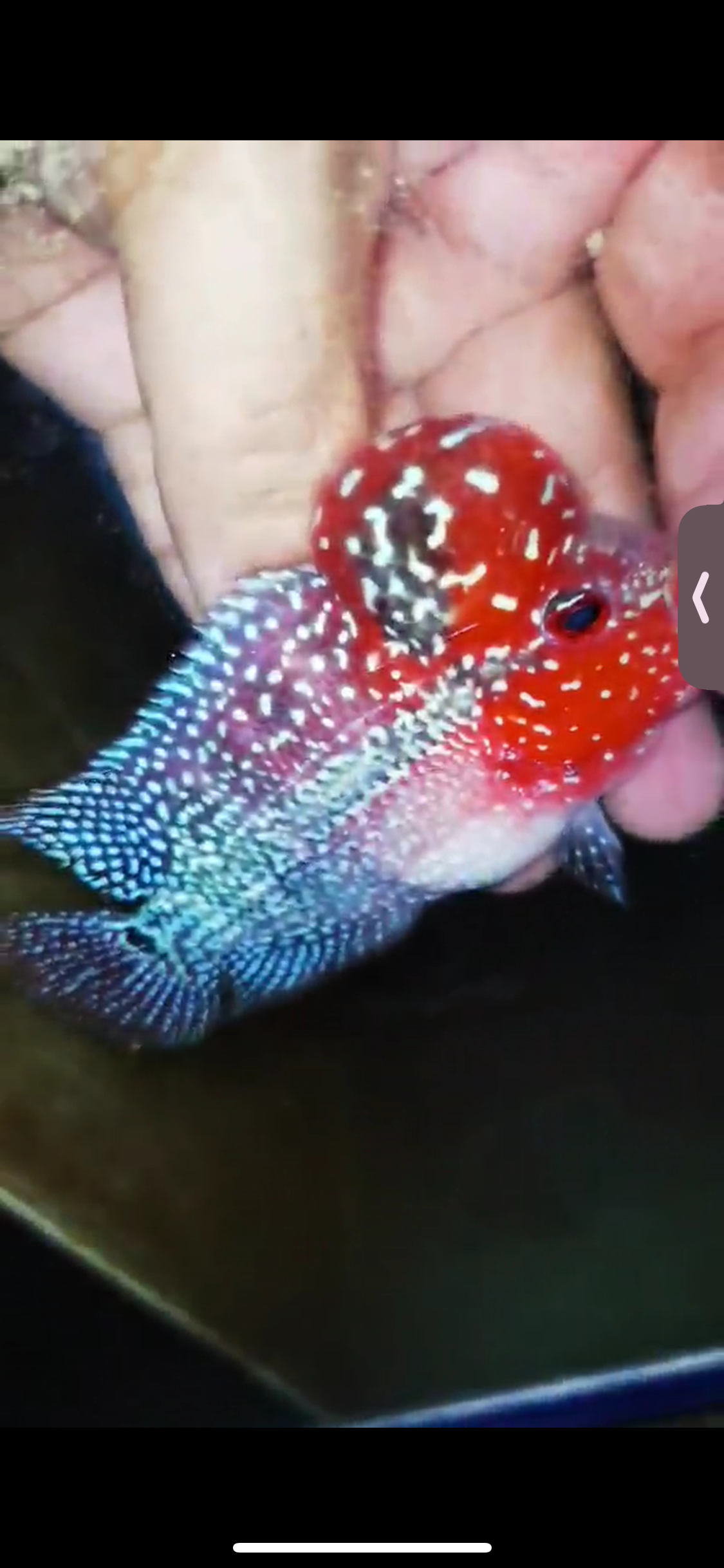 Super Red Dragon Flowerhorn ( Male ) #18