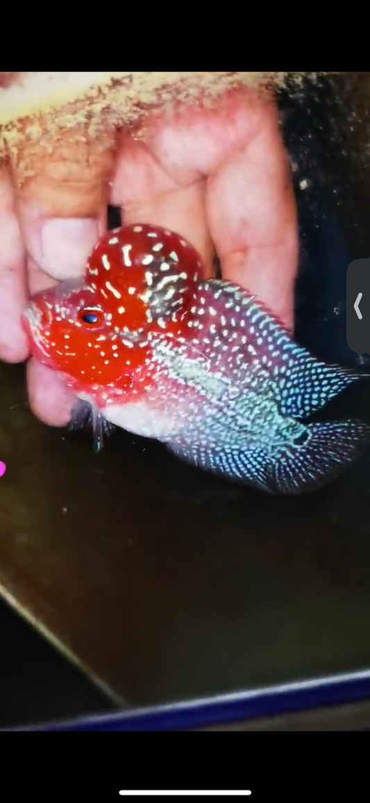 Super Red Dragon Flowerhorn ( Male ) #18