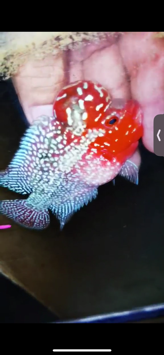Super Red Dragon Flowerhorn ( Male ) #22