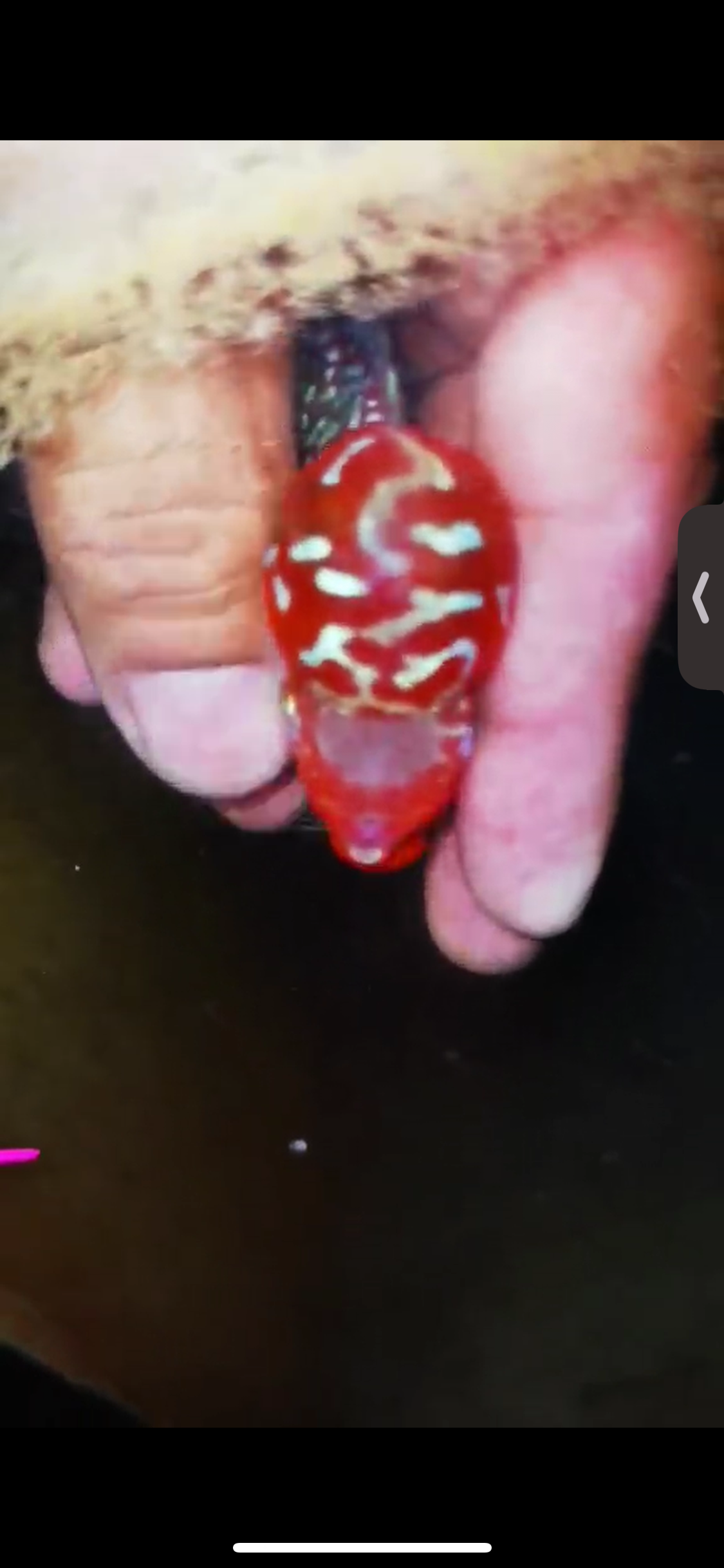 Super Red Dragon Flowerhorn ( Male ) #22