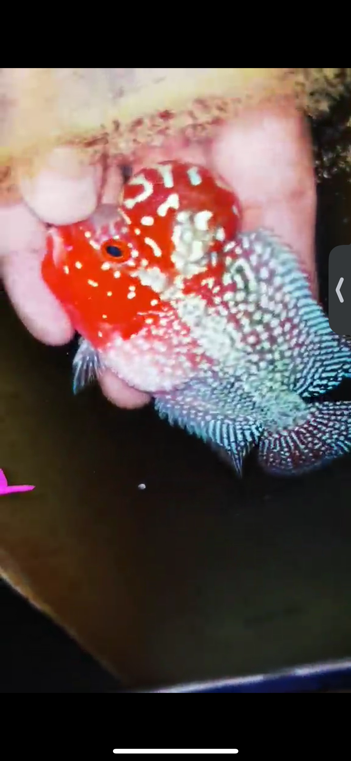 Super Red Dragon Flowerhorn ( Male ) #22