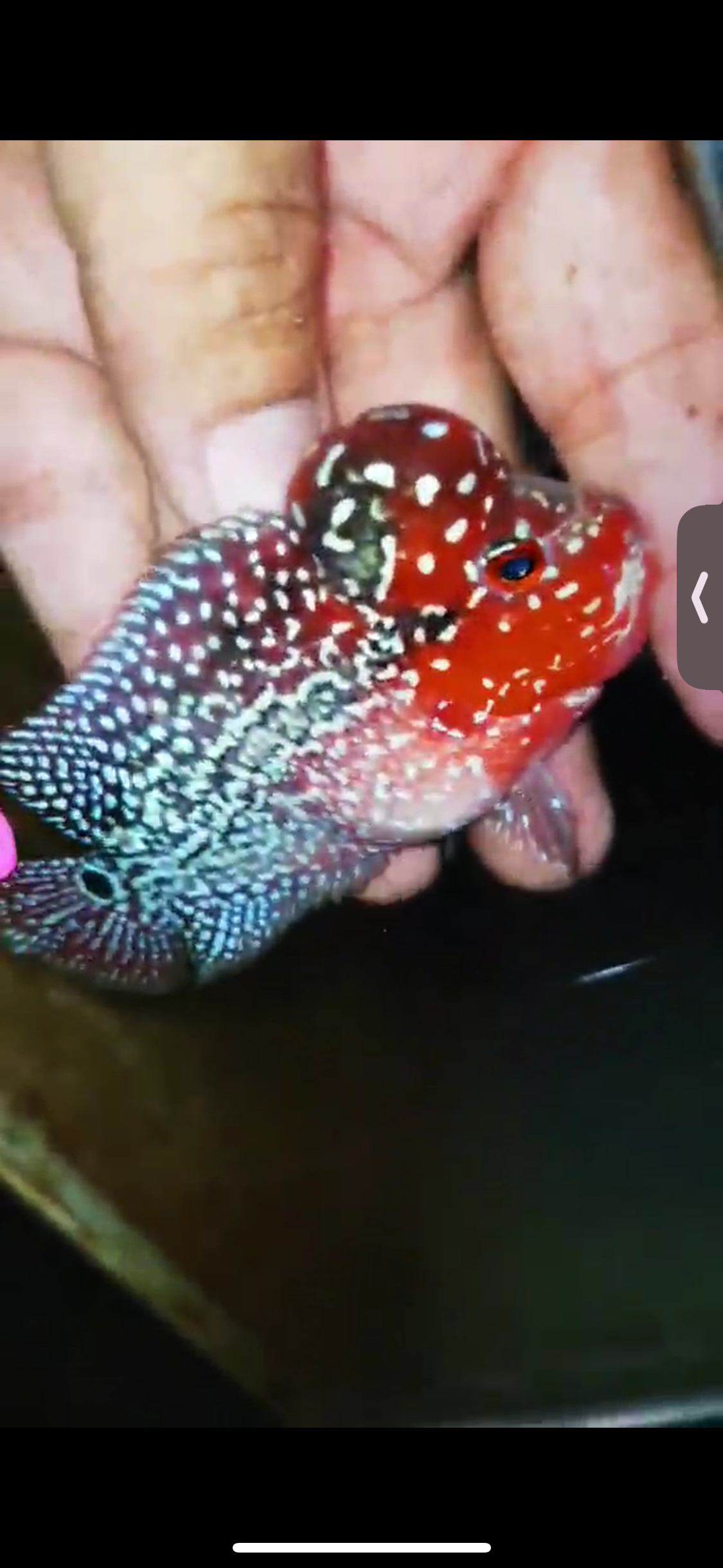 Super Red Dragon Flowerhorn ( Male ) #16
