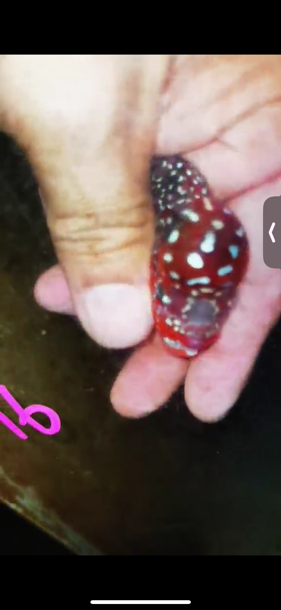 Super Red Dragon Flowerhorn ( Male ) #16