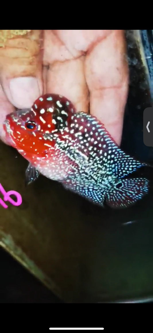 Super Red Dragon Flowerhorn ( Male ) #16