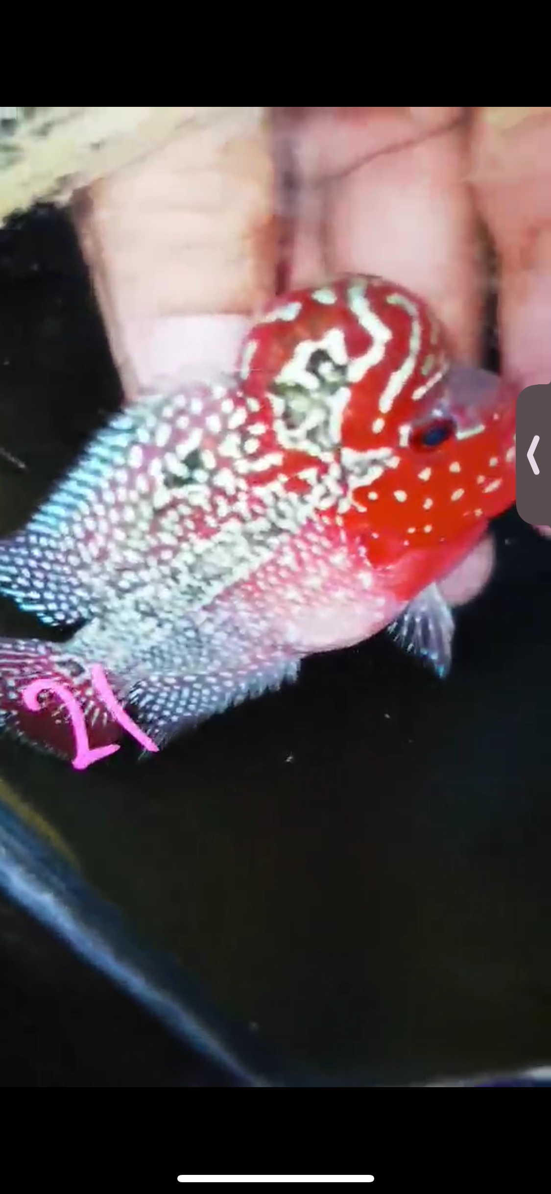 Super Red Dragon Flowerhorn ( Male ) #21