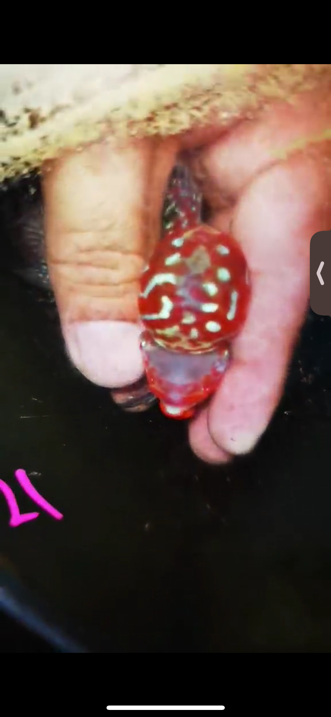 Super Red Dragon Flowerhorn ( Male ) #21