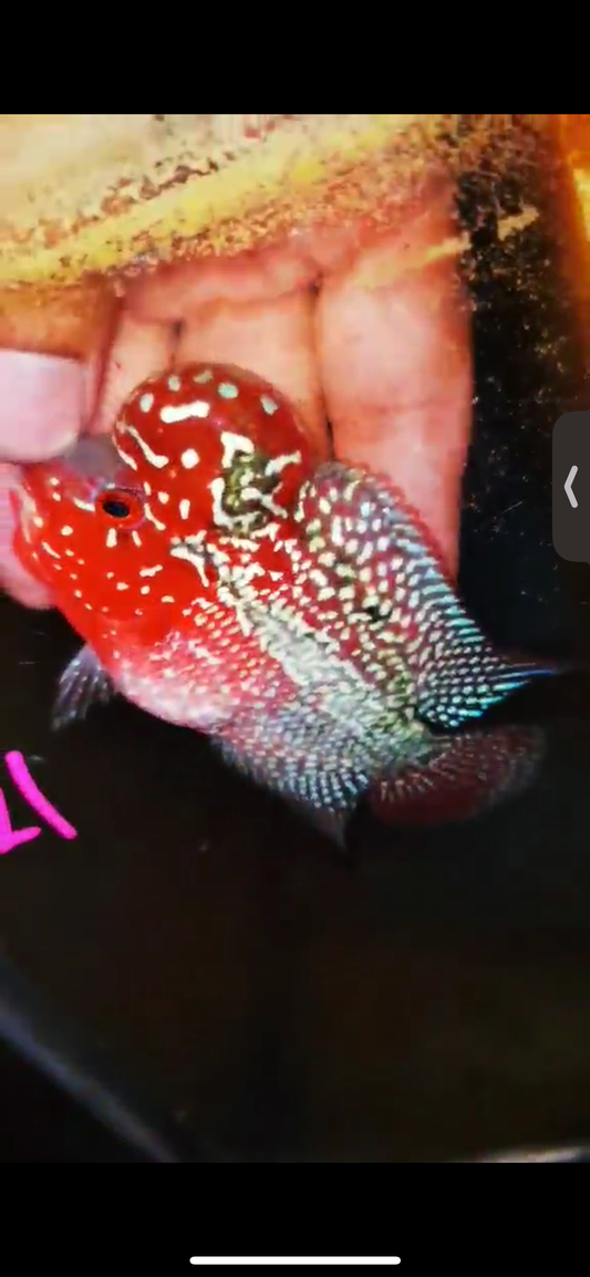 Super Red Dragon Flowerhorn ( Male ) #21