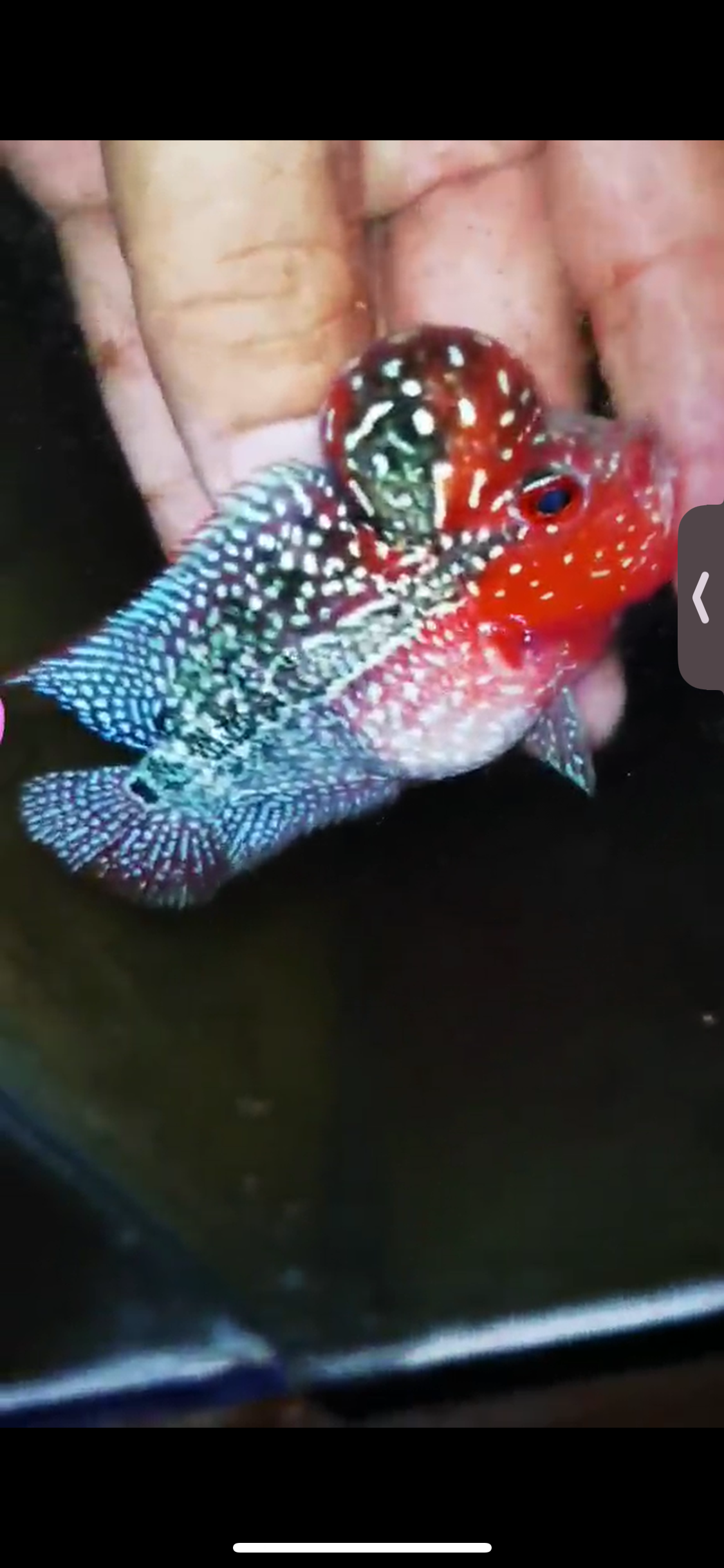 Super Red Dragon Flowerhorn ( Male ) #13