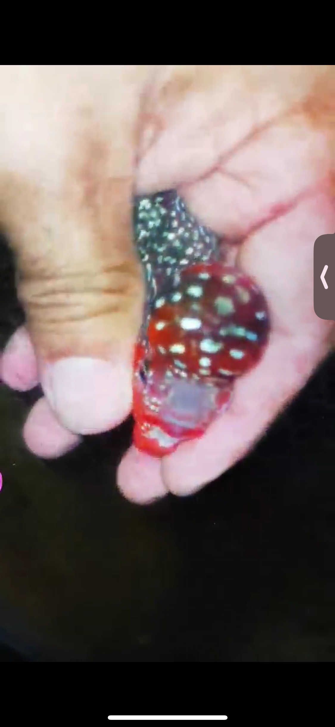 Super Red Dragon Flowerhorn ( Male ) #13