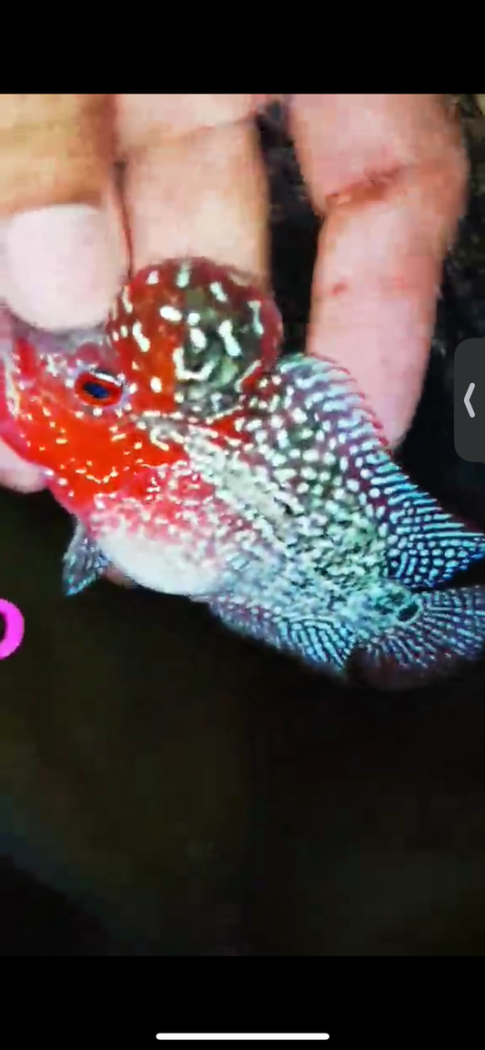 Super Red Dragon Flowerhorn ( Male ) #13