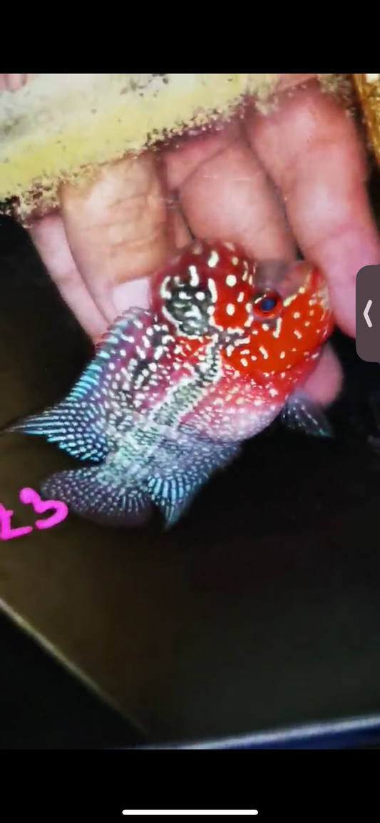 Super Red Dragon Flowerhorn ( Male ) #23