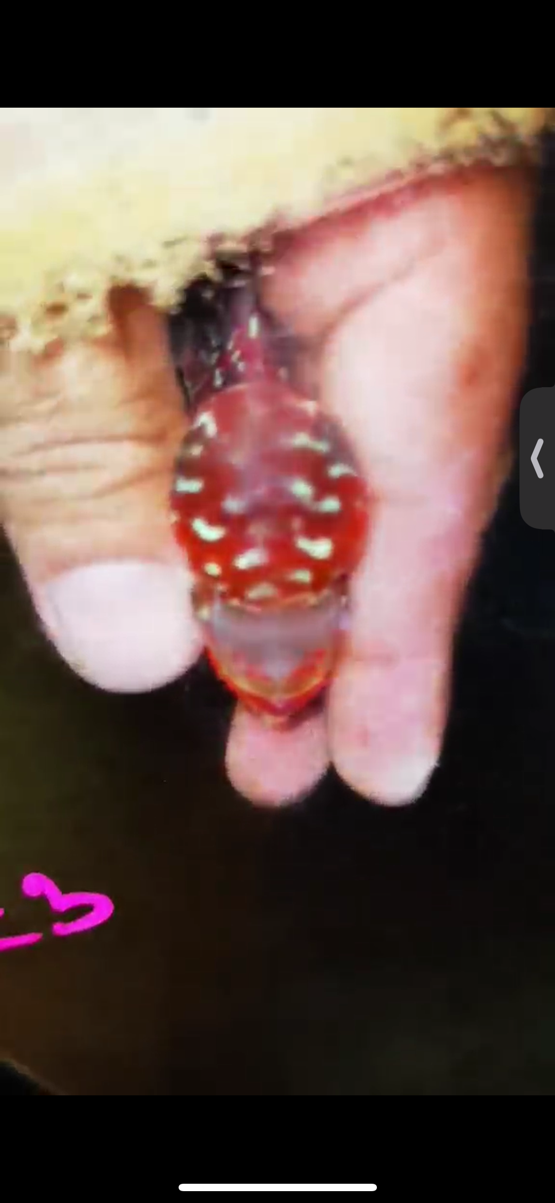 Super Red Dragon Flowerhorn ( Male ) #23