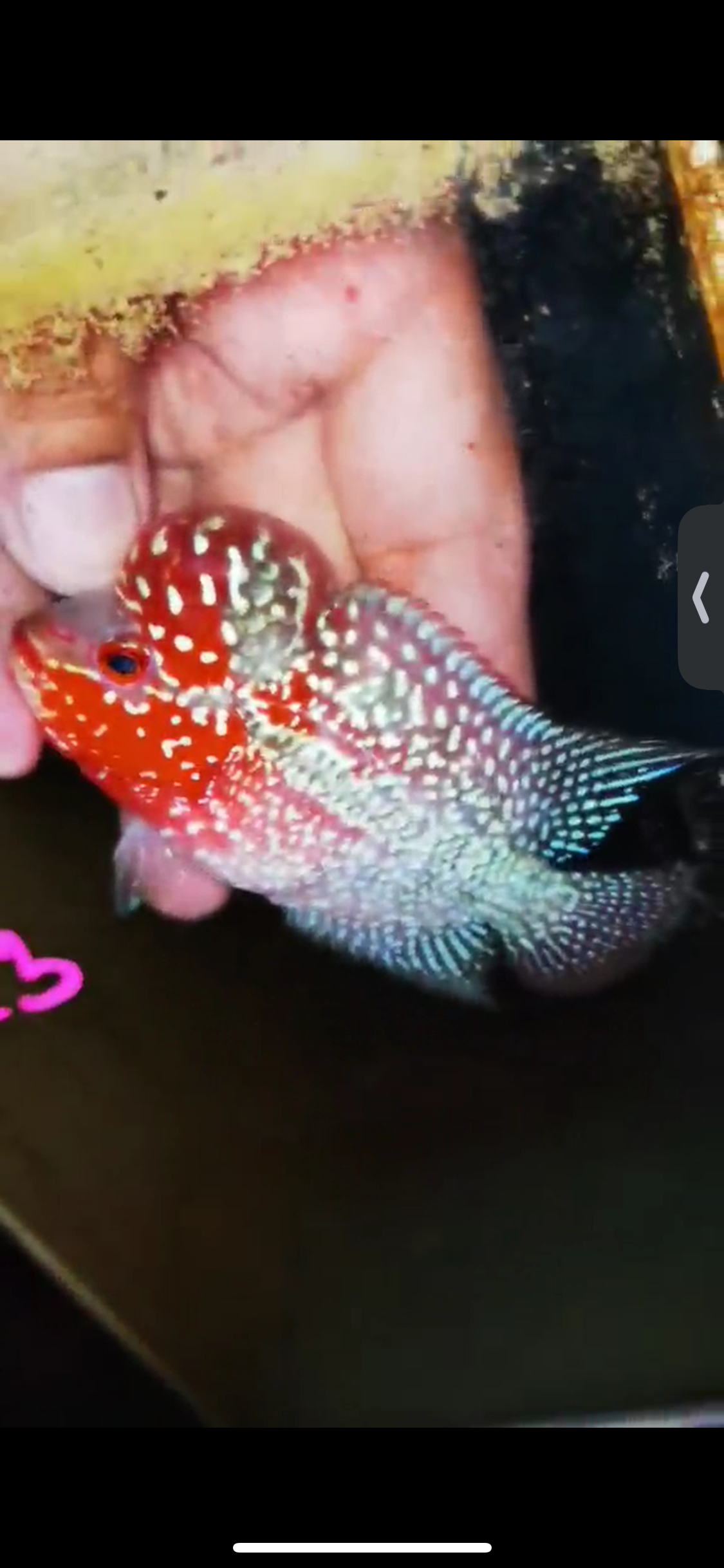 Super Red Dragon Flowerhorn ( Male ) #23