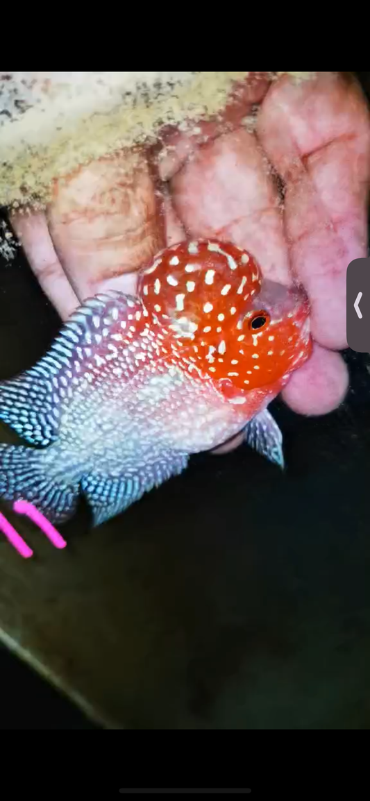 Super Red Dragon Flowerhorn ( Male ) #11
