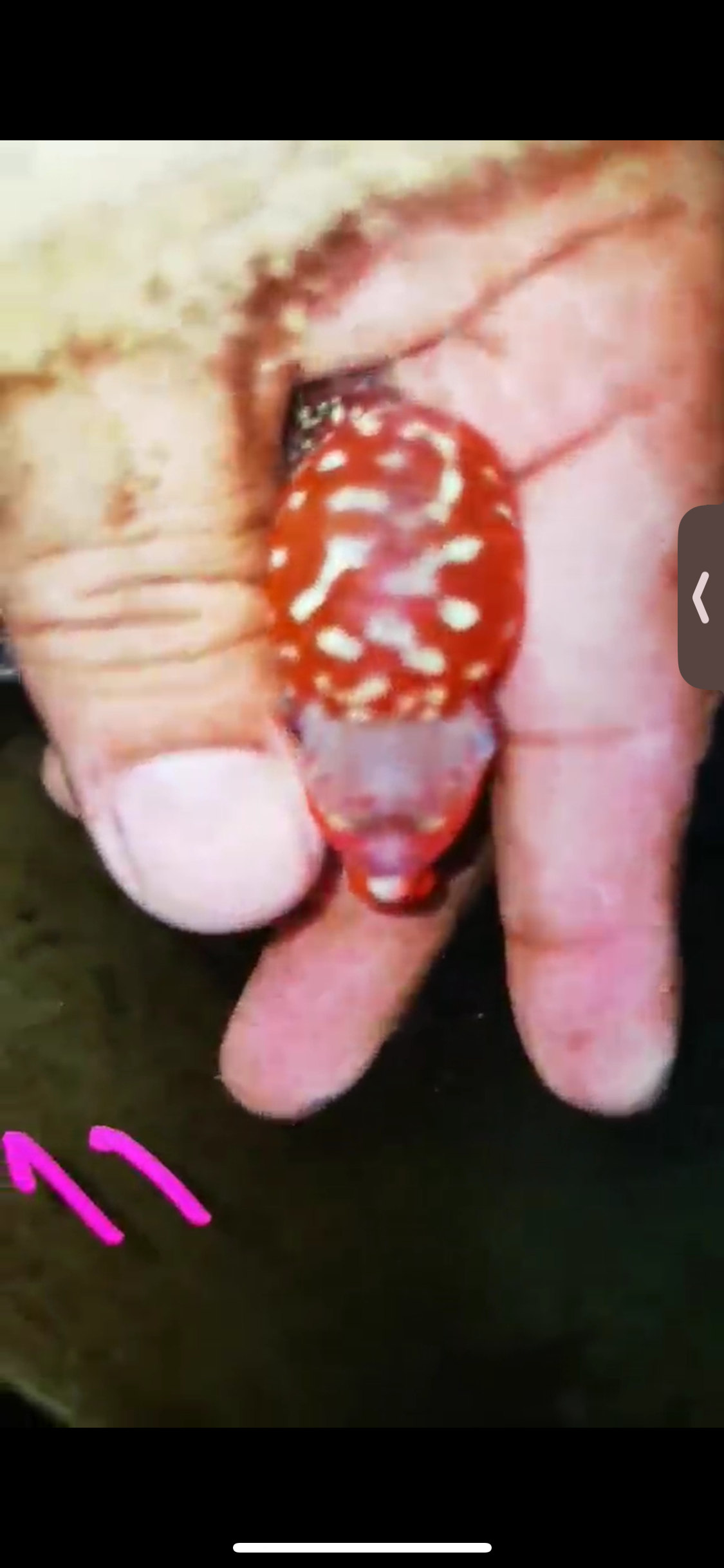 Super Red Dragon Flowerhorn ( Male ) #11
