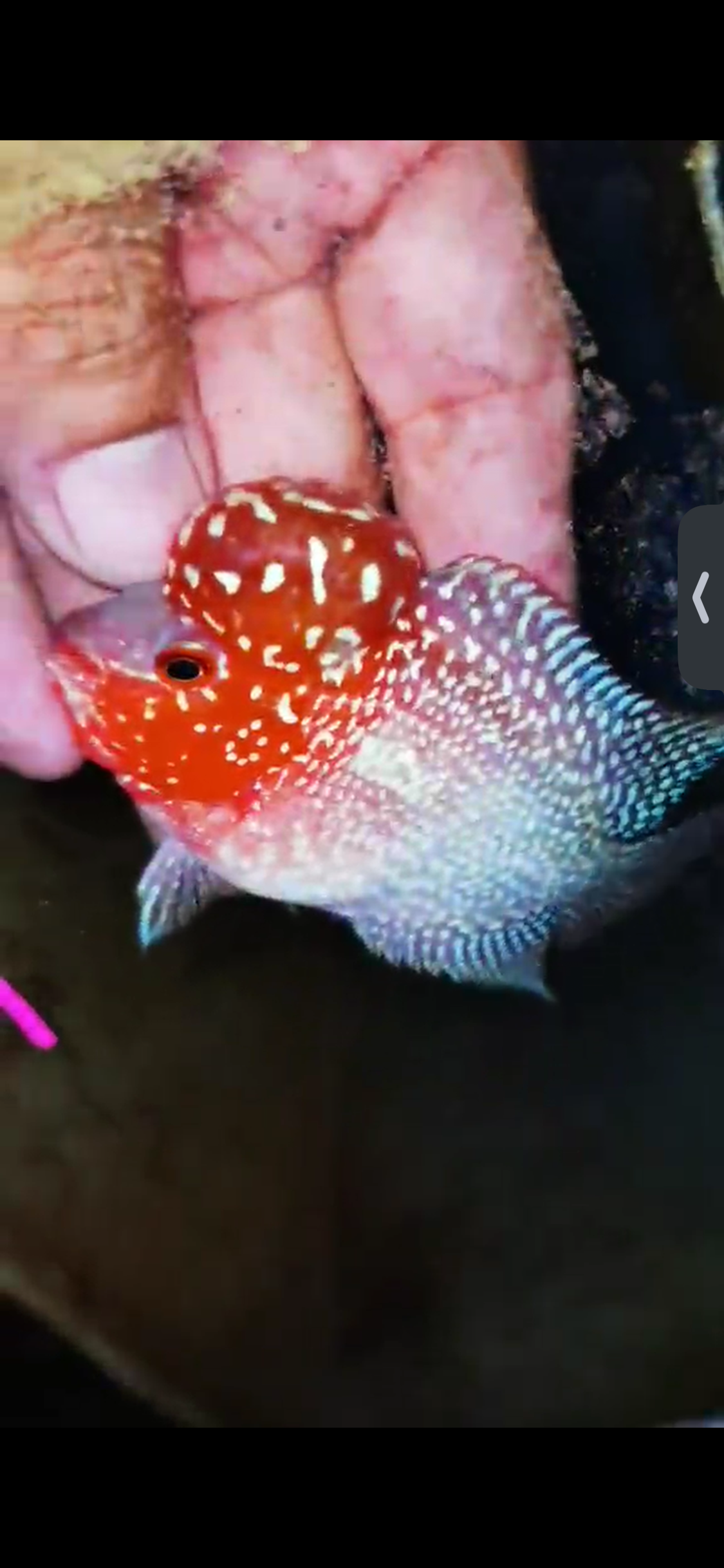 Super Red Dragon Flowerhorn ( Male ) #11