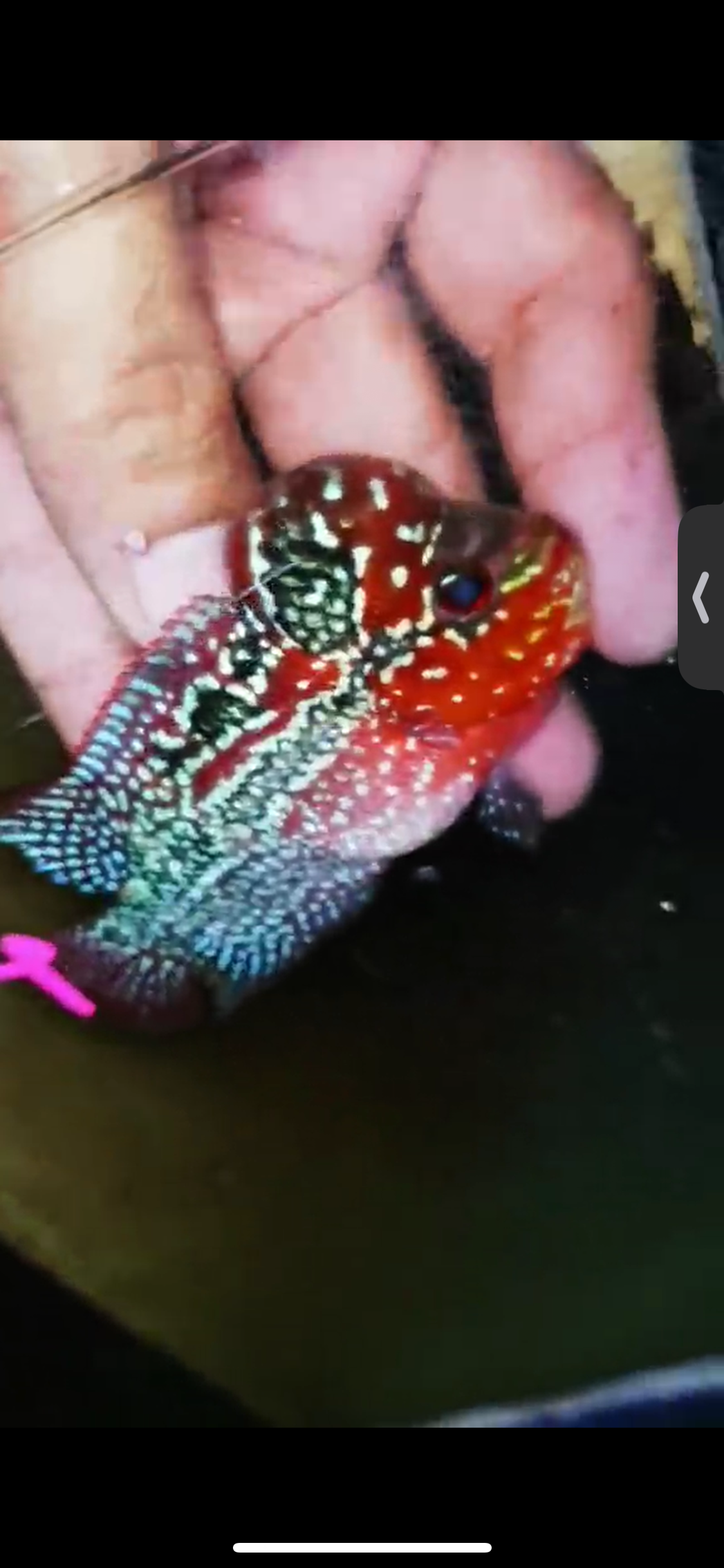 Super Red Dragon Flowerhorn ( Male ) #24