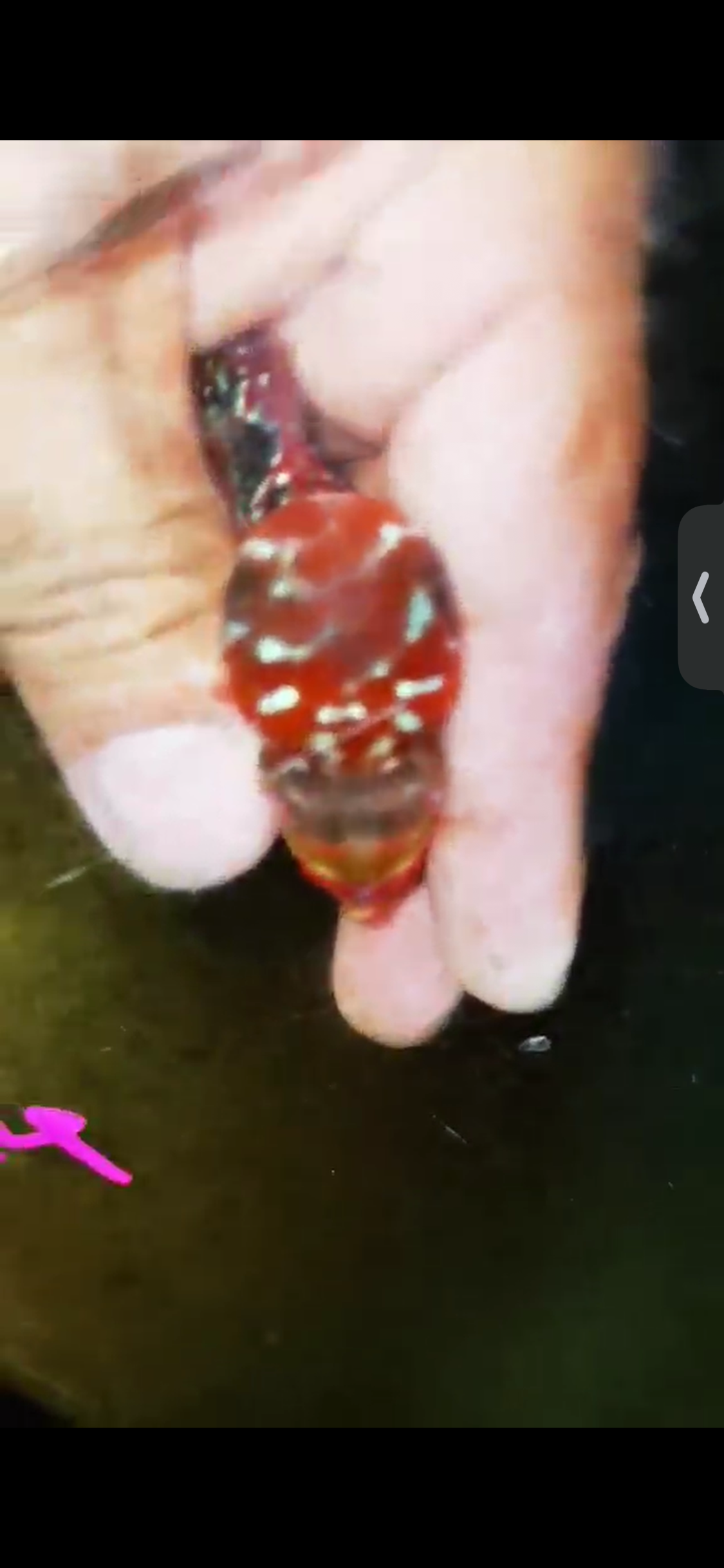 Super Red Dragon Flowerhorn ( Male ) #24
