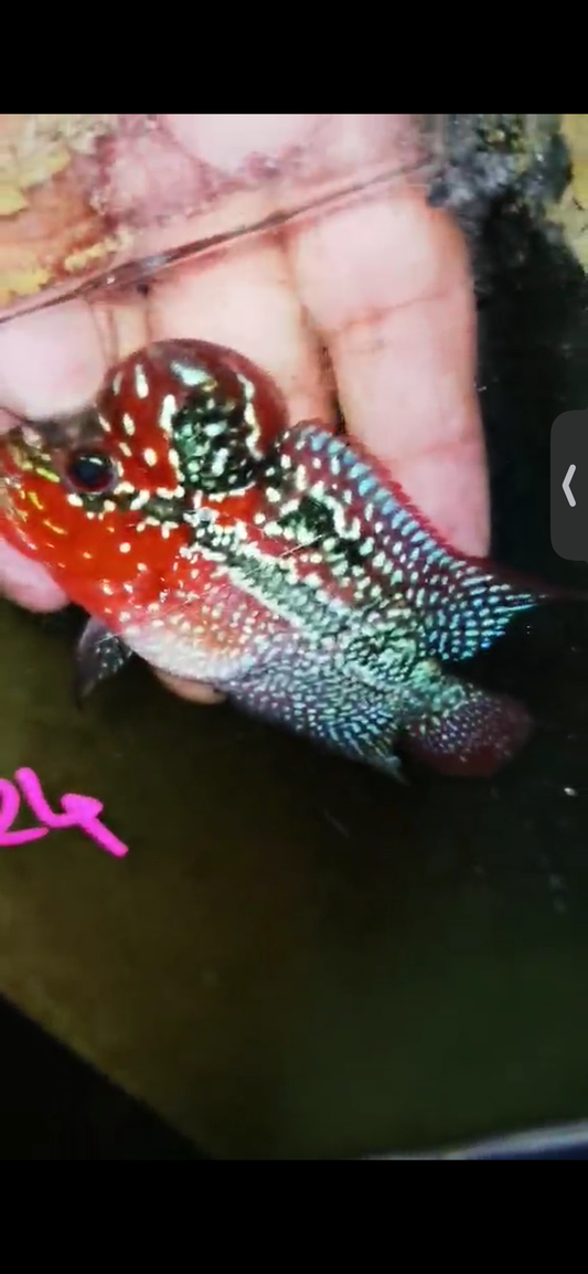 Super Red Dragon Flowerhorn ( Male ) #24