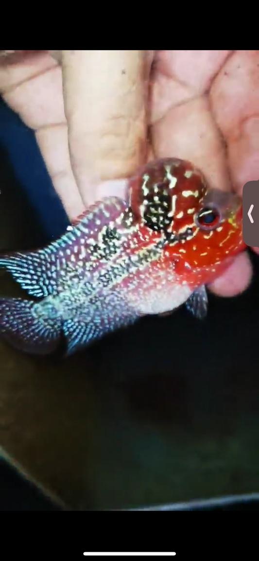 Super Red Dragon Flowerhorn ( Male ) #30