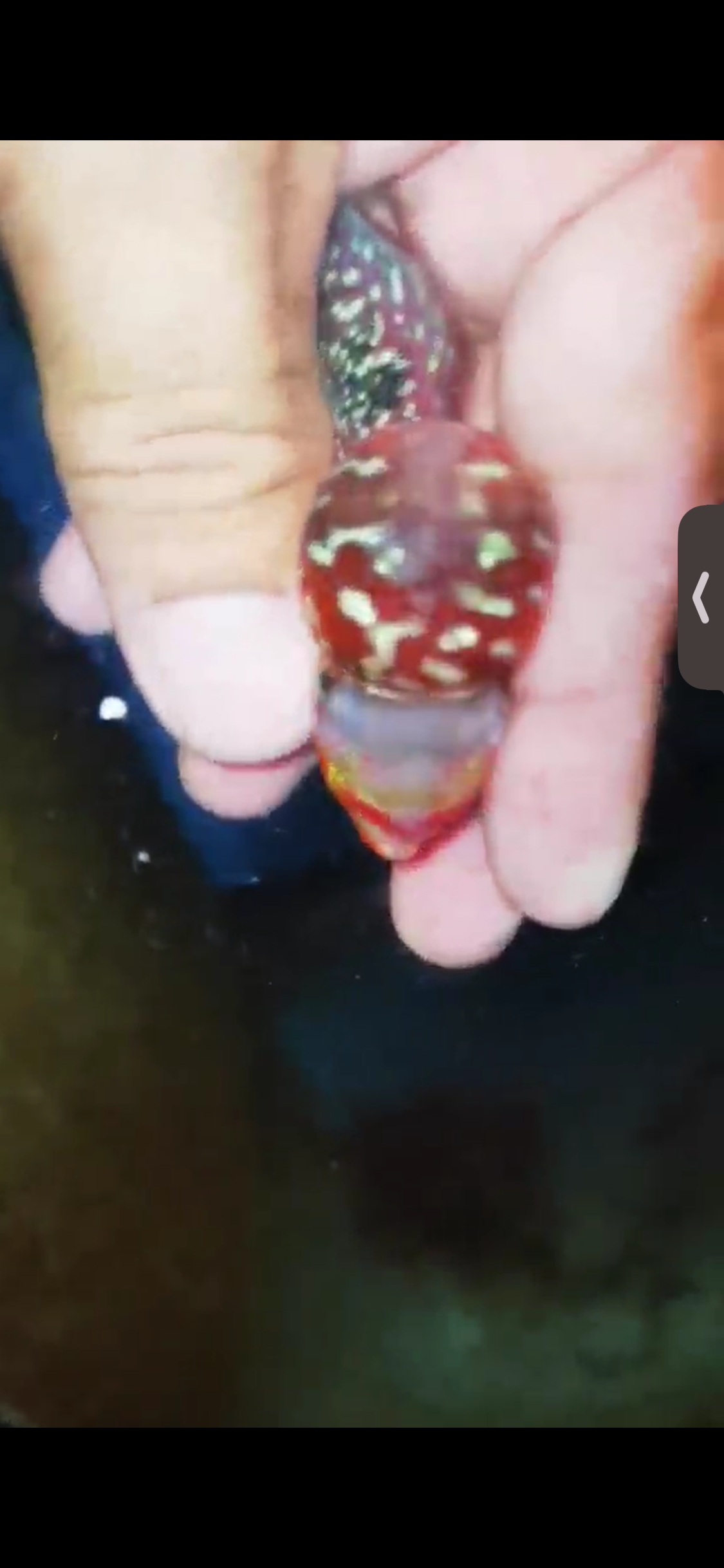 Super Red Dragon Flowerhorn ( Male ) #30