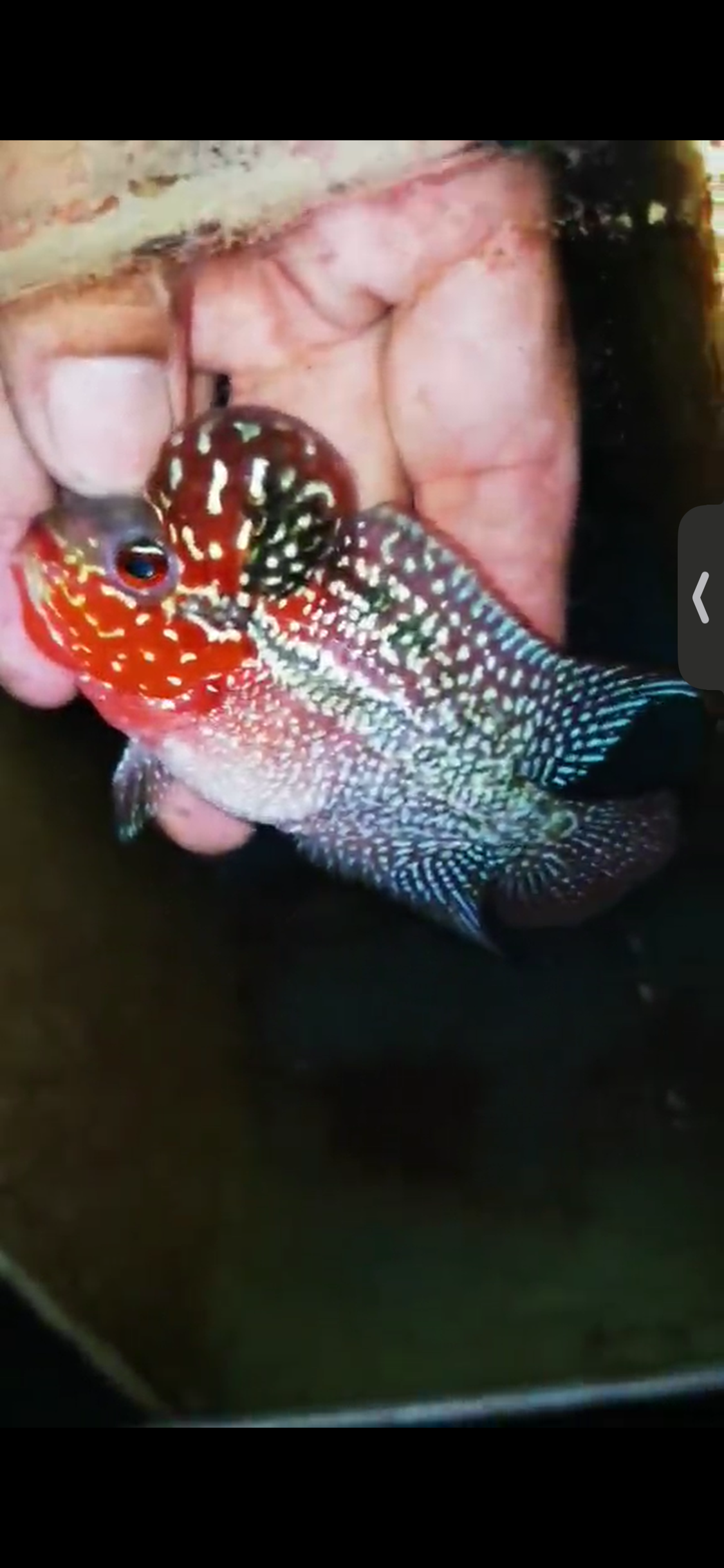 Super Red Dragon Flowerhorn ( Male ) #30
