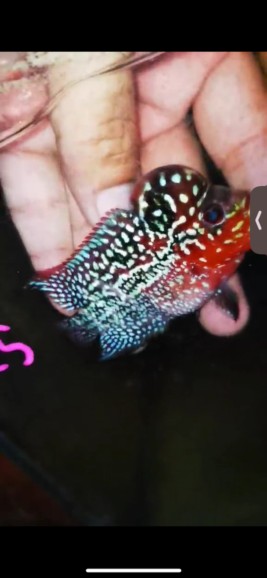 Super Red Dragon Flowerhorn ( Male ) #25