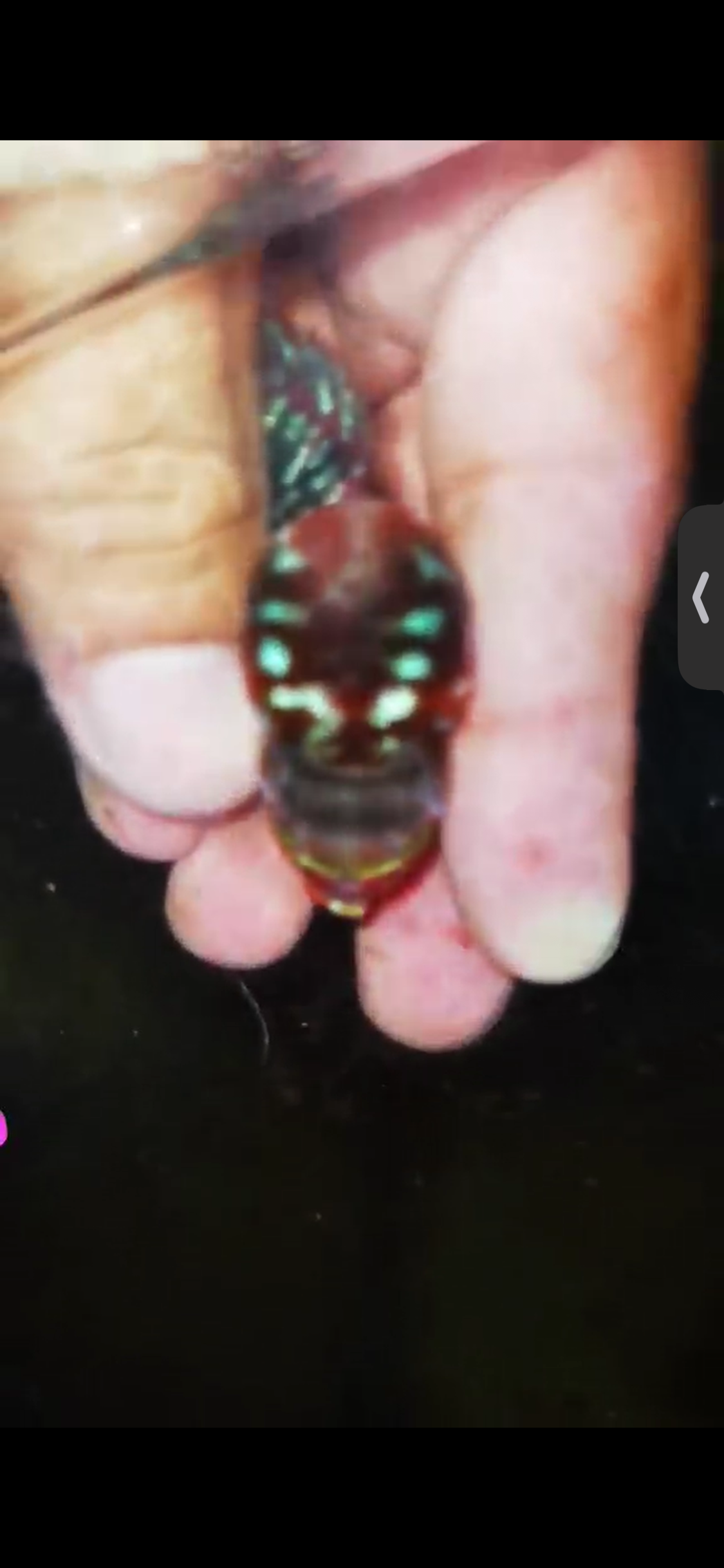 Super Red Dragon Flowerhorn ( Male ) #25