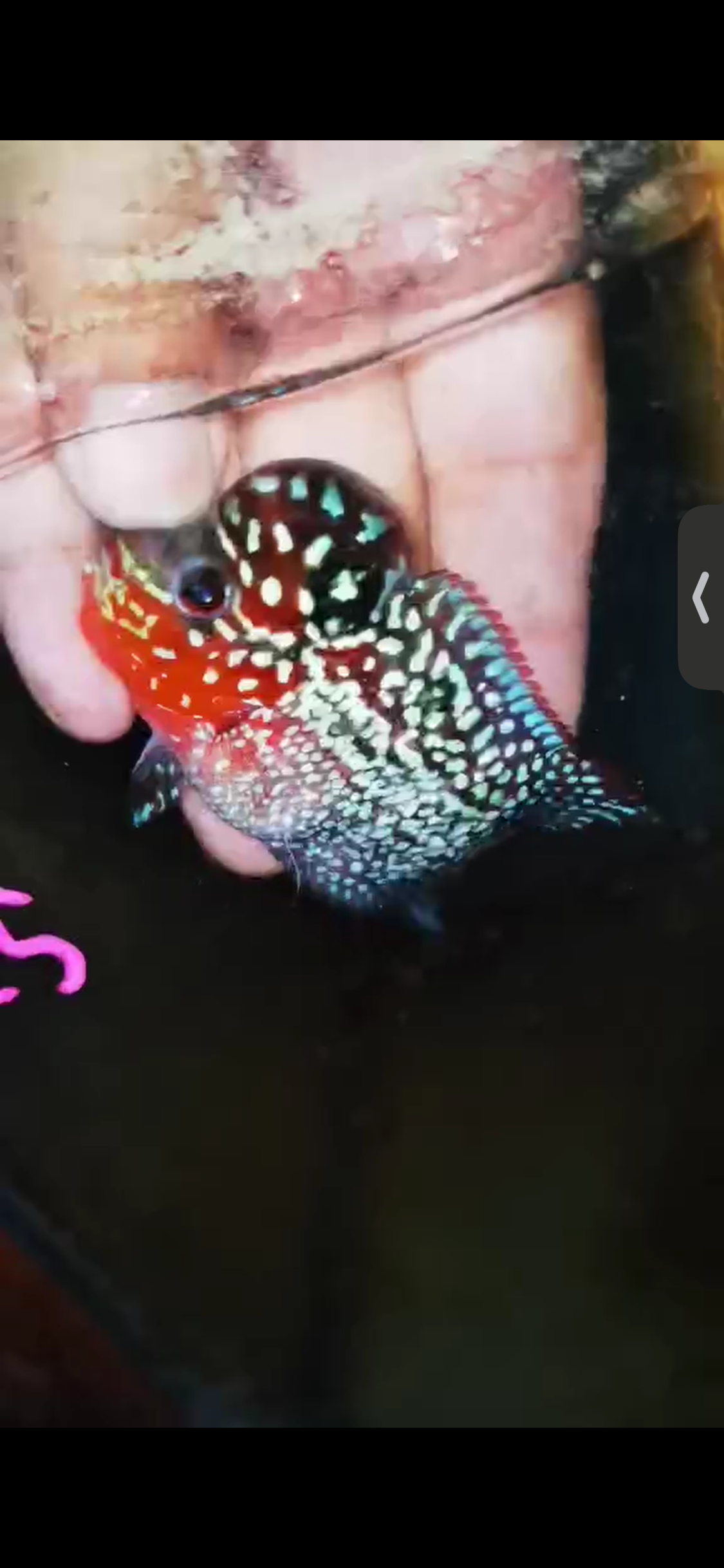 Super Red Dragon Flowerhorn ( Male ) #25
