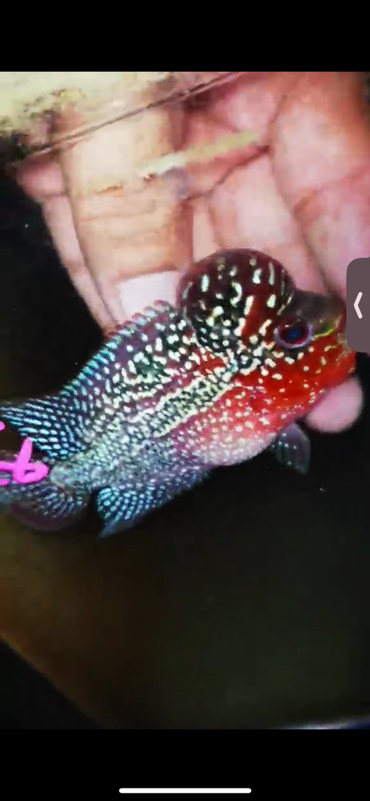 Super Red Dragon Flowerhorn ( Male ) #28