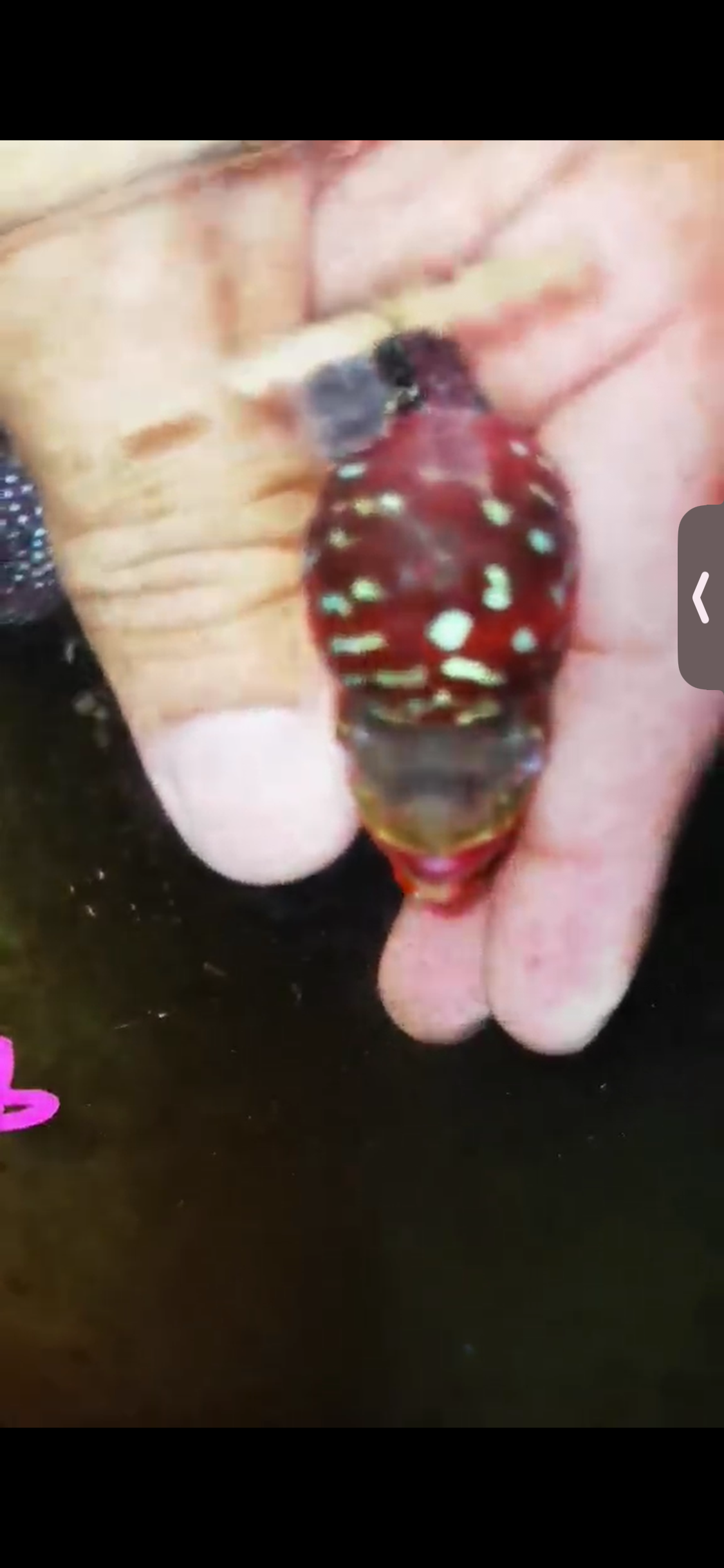 Super Red Dragon Flowerhorn ( Male ) #28