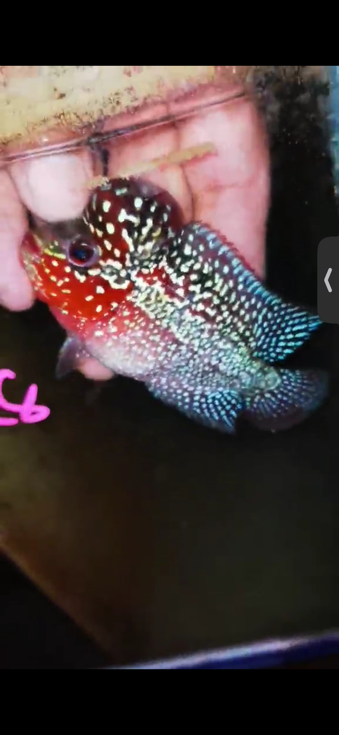 Super Red Dragon Flowerhorn ( Male ) #28