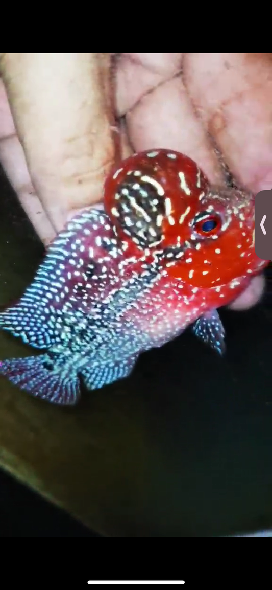 Super Red Dragon Flowerhorn ( Male ) #14