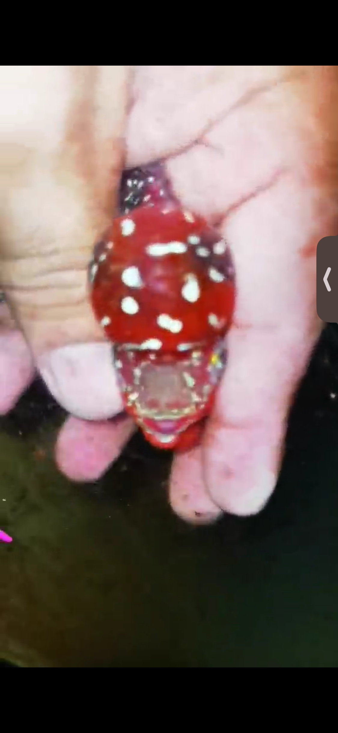 Super Red Dragon Flowerhorn ( Male ) #14