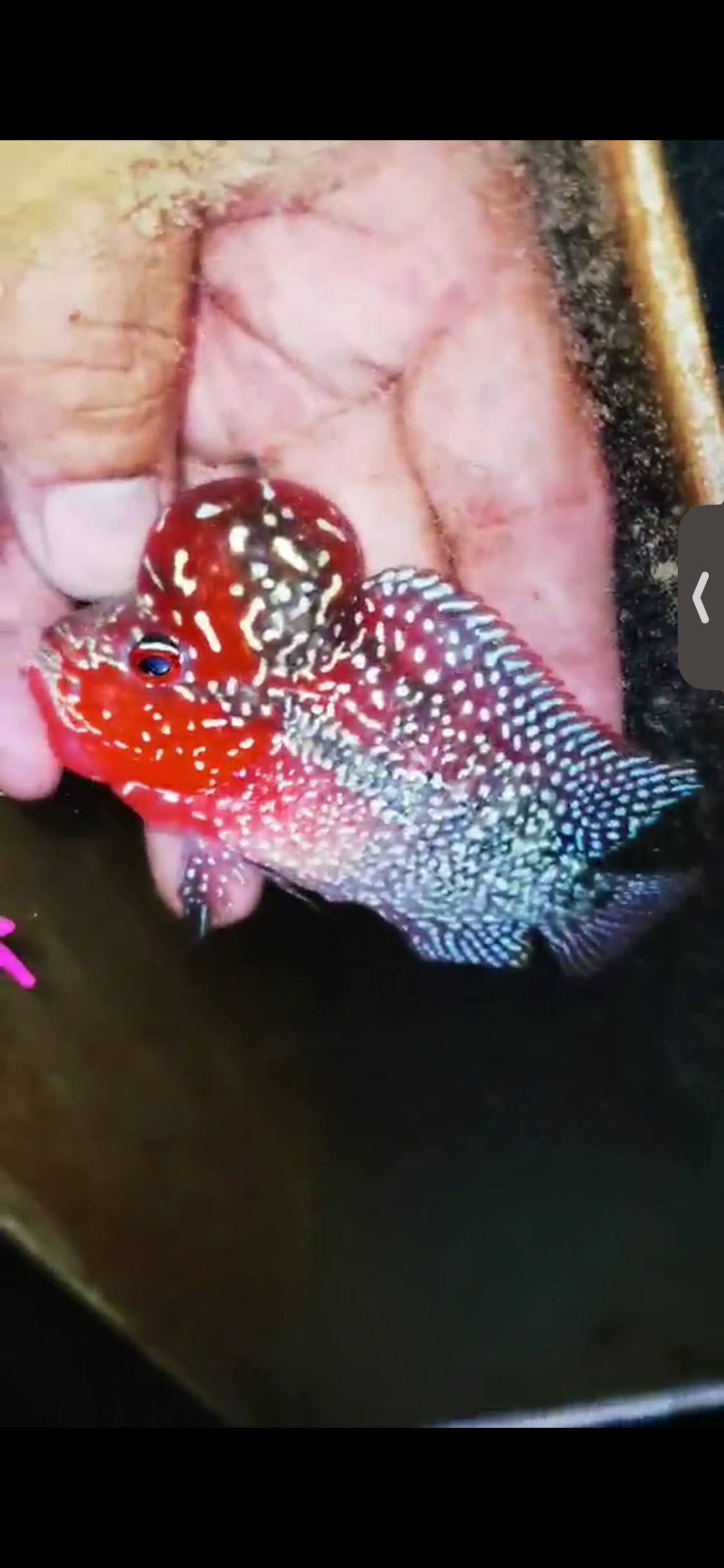 Super Red Dragon Flowerhorn ( Male ) #14