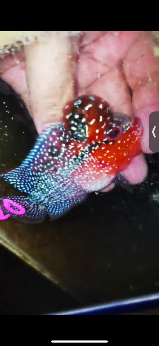 Super Red Dragon Flowerhorn ( Male ) #20
