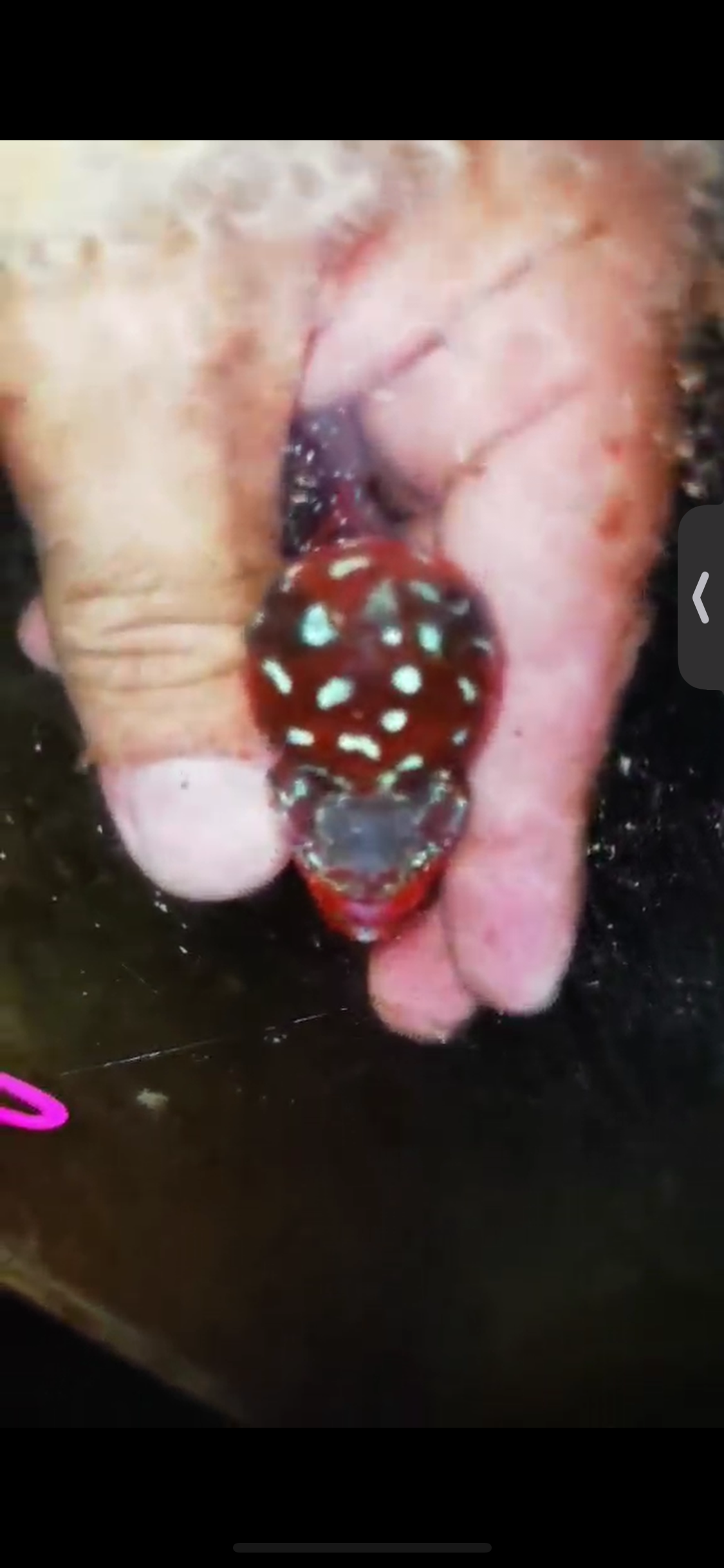 Super Red Dragon Flowerhorn ( Male ) #20