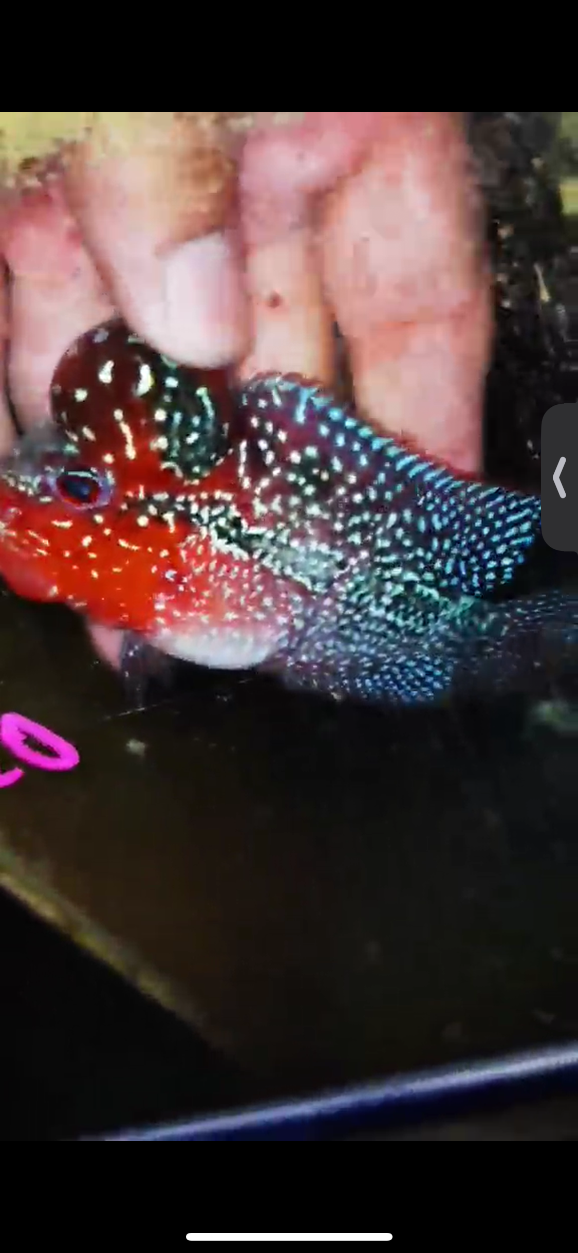 Super Red Dragon Flowerhorn ( Male ) #20