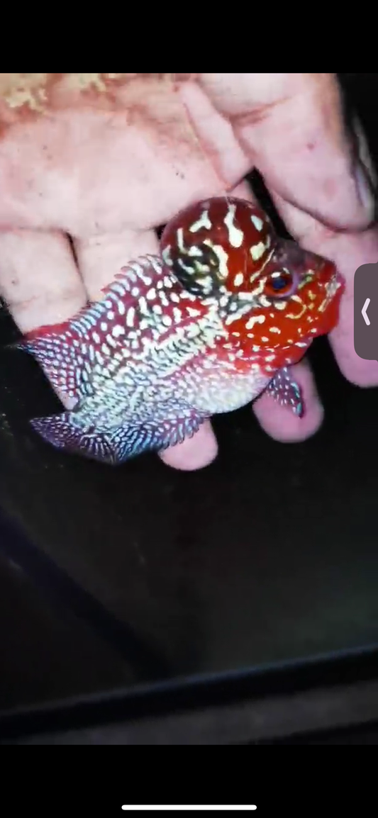 Super Red Dragon Flowerhorn ( Male ) #55