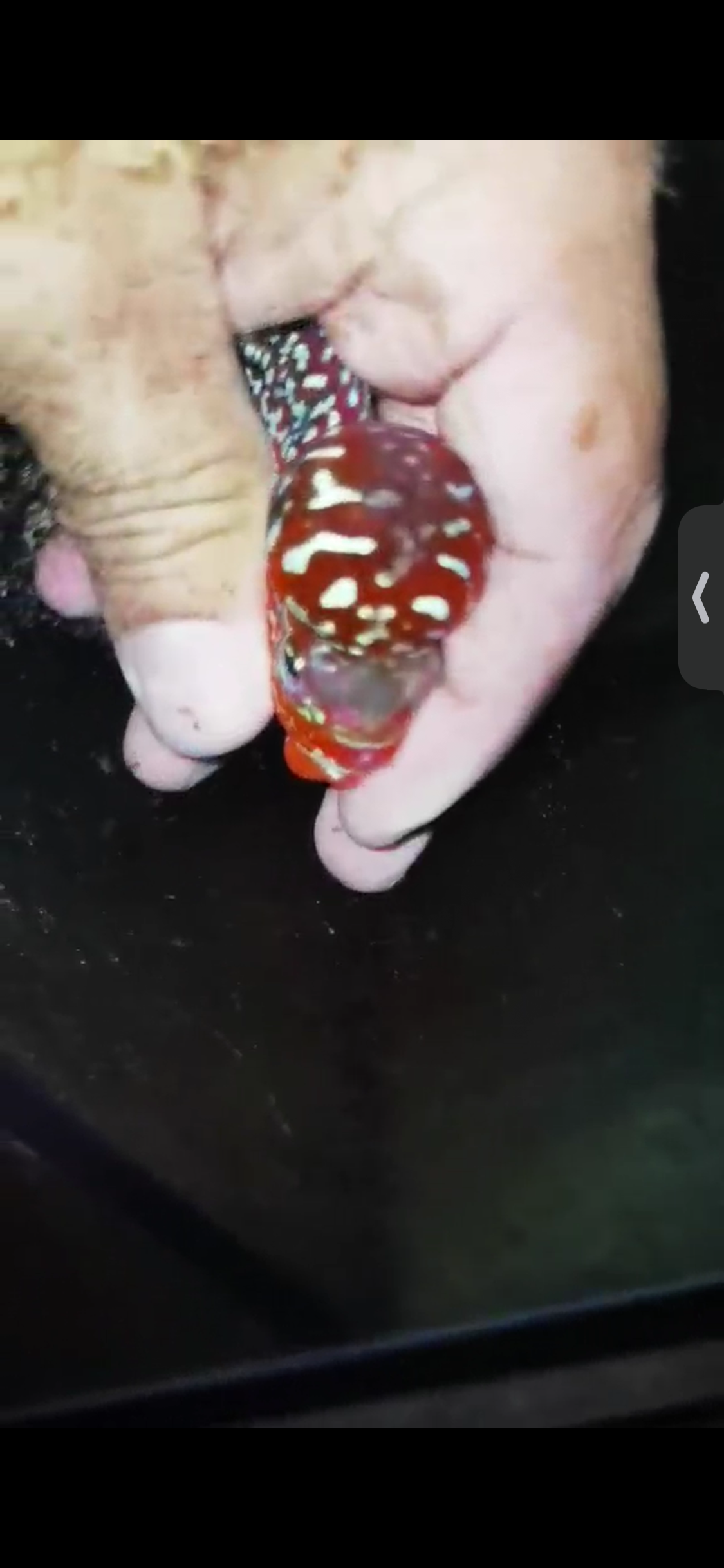 Super Red Dragon Flowerhorn ( Male ) #55