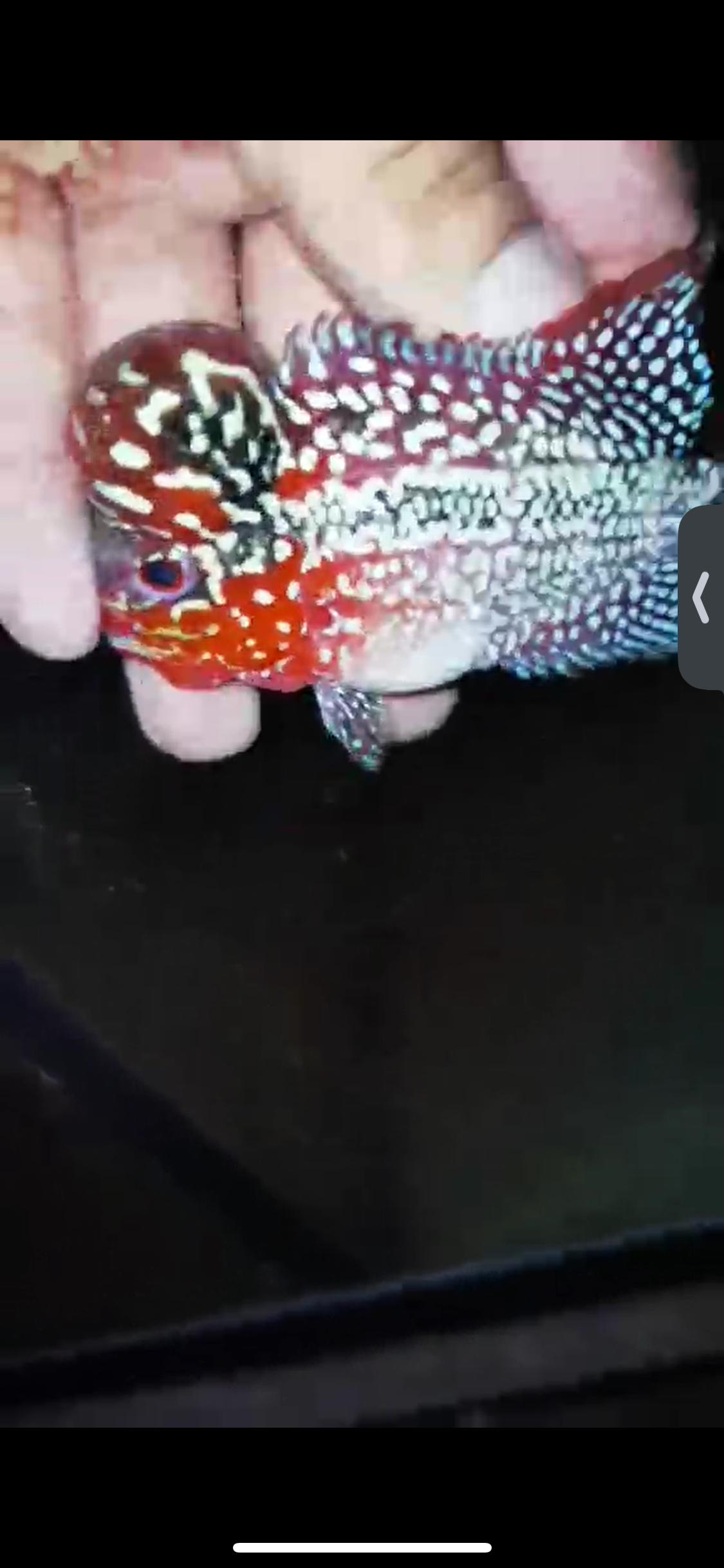 Super Red Dragon Flowerhorn ( Male ) #55