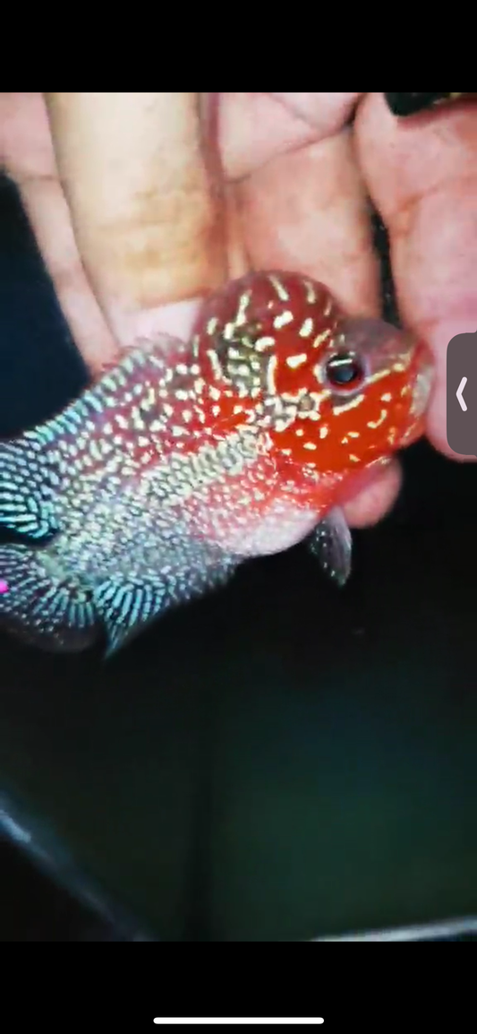 Super Red Dragon Flowerhorn ( Male ) #29