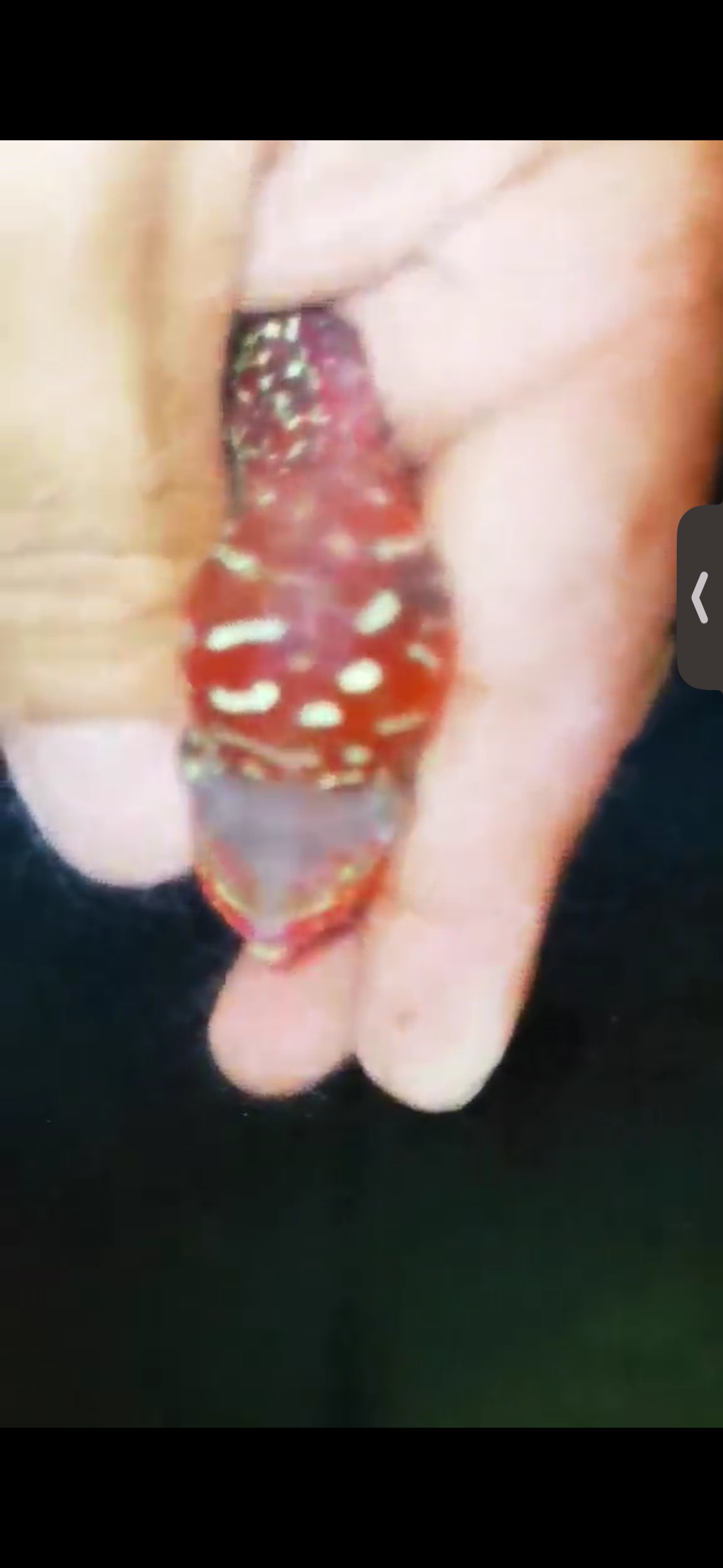 Super Red Dragon Flowerhorn ( Male ) #29