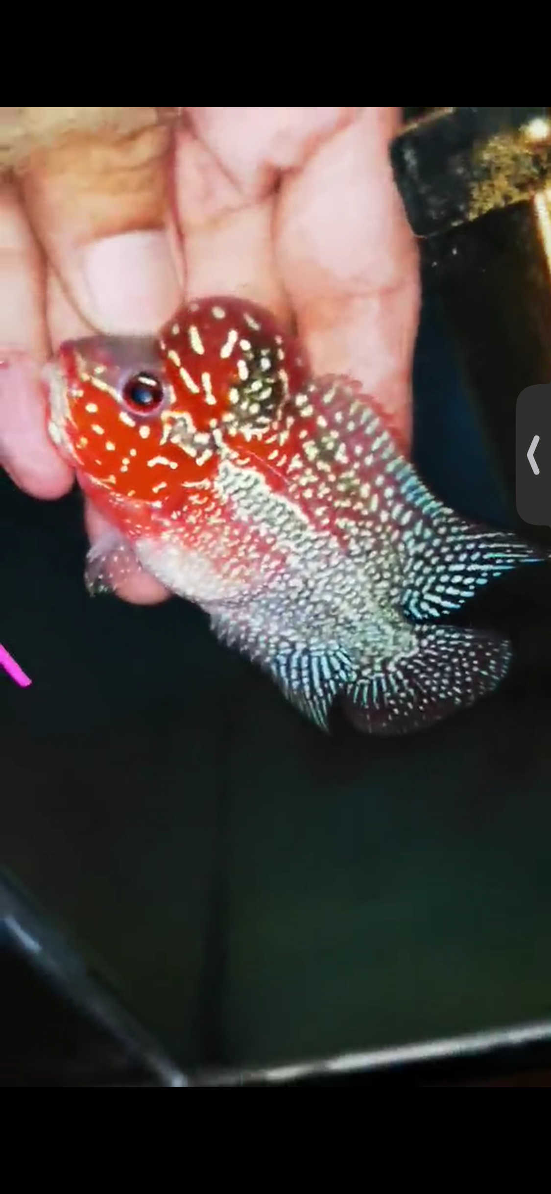 Super Red Dragon Flowerhorn ( Male ) #29