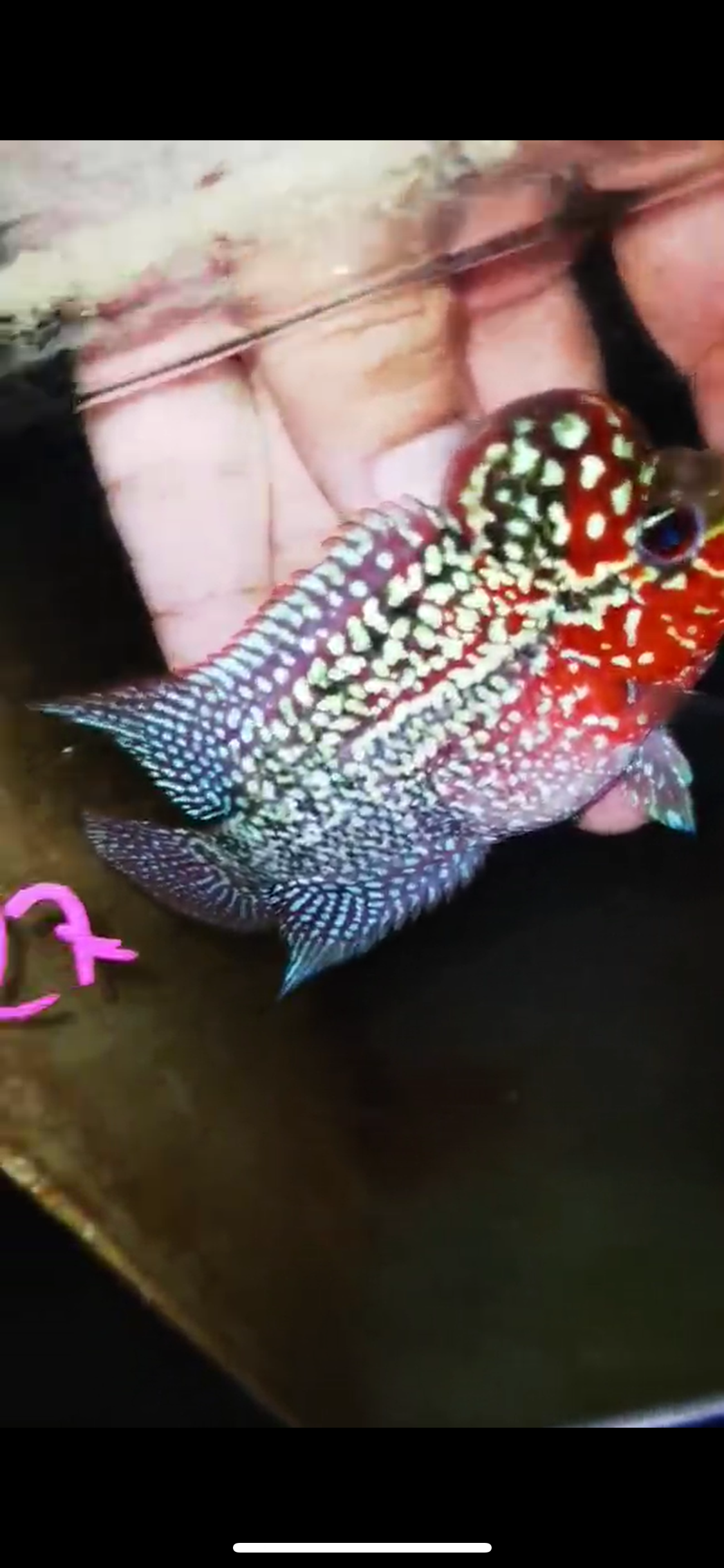 Super Red Dragon Flowerhorn ( Male ) #27