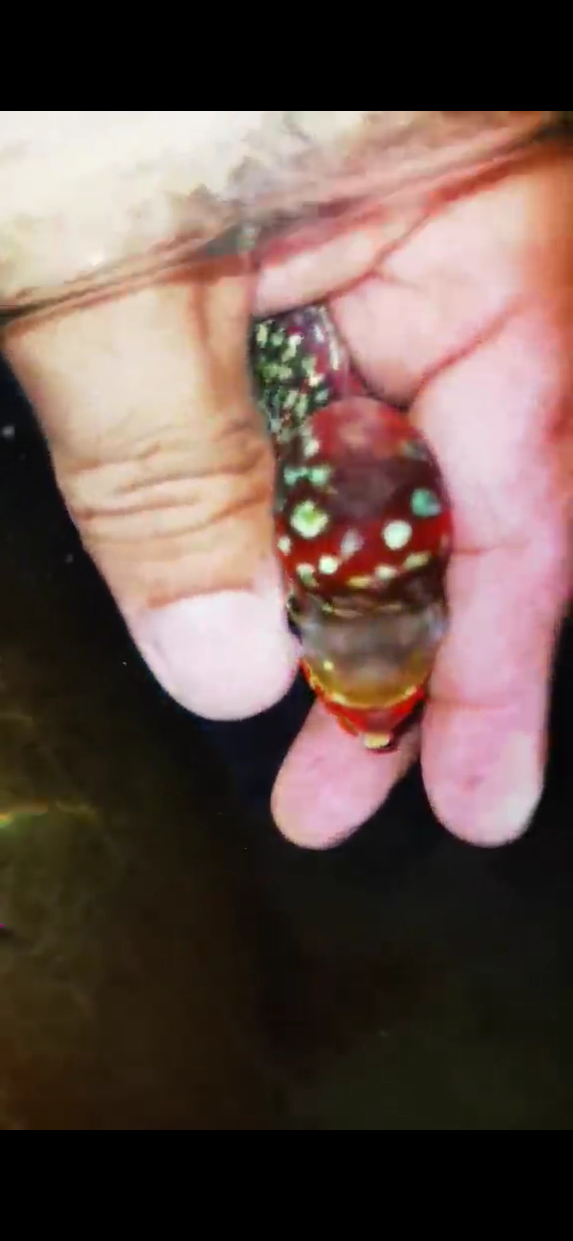 Super Red Dragon Flowerhorn ( Male ) #27