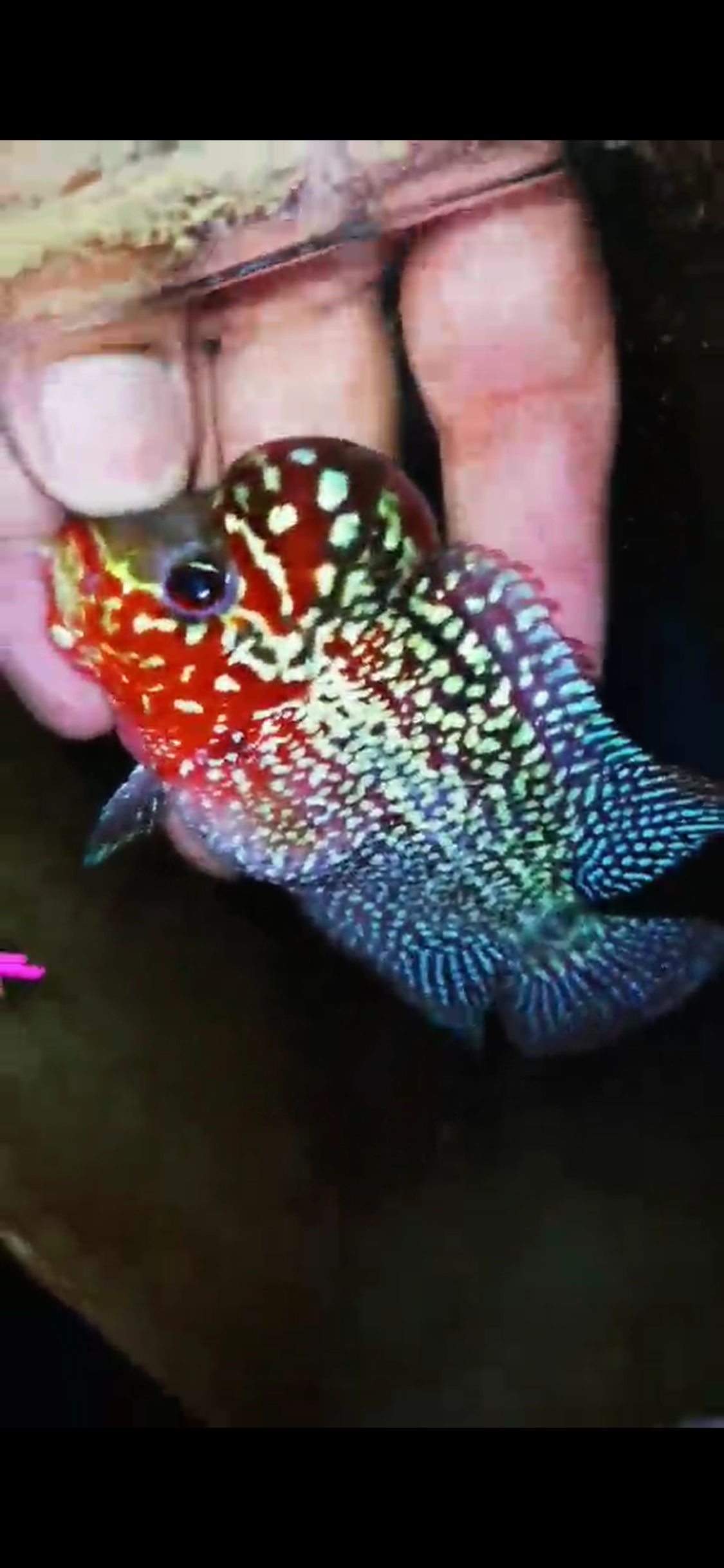 Super Red Dragon Flowerhorn ( Male ) #27