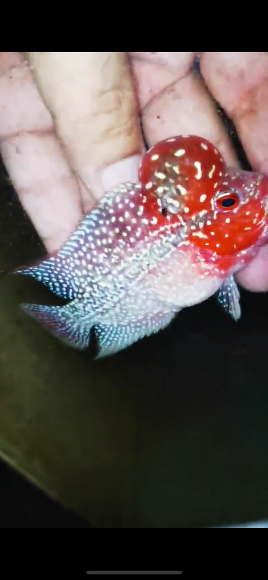Super Red Dragon Flowerhorn ( Male ) #15