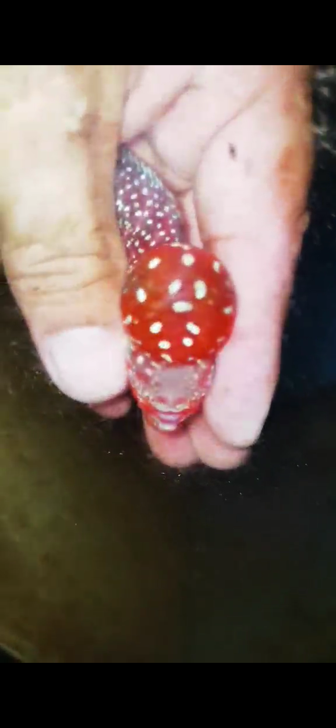 Super Red Dragon Flowerhorn ( Male ) #15